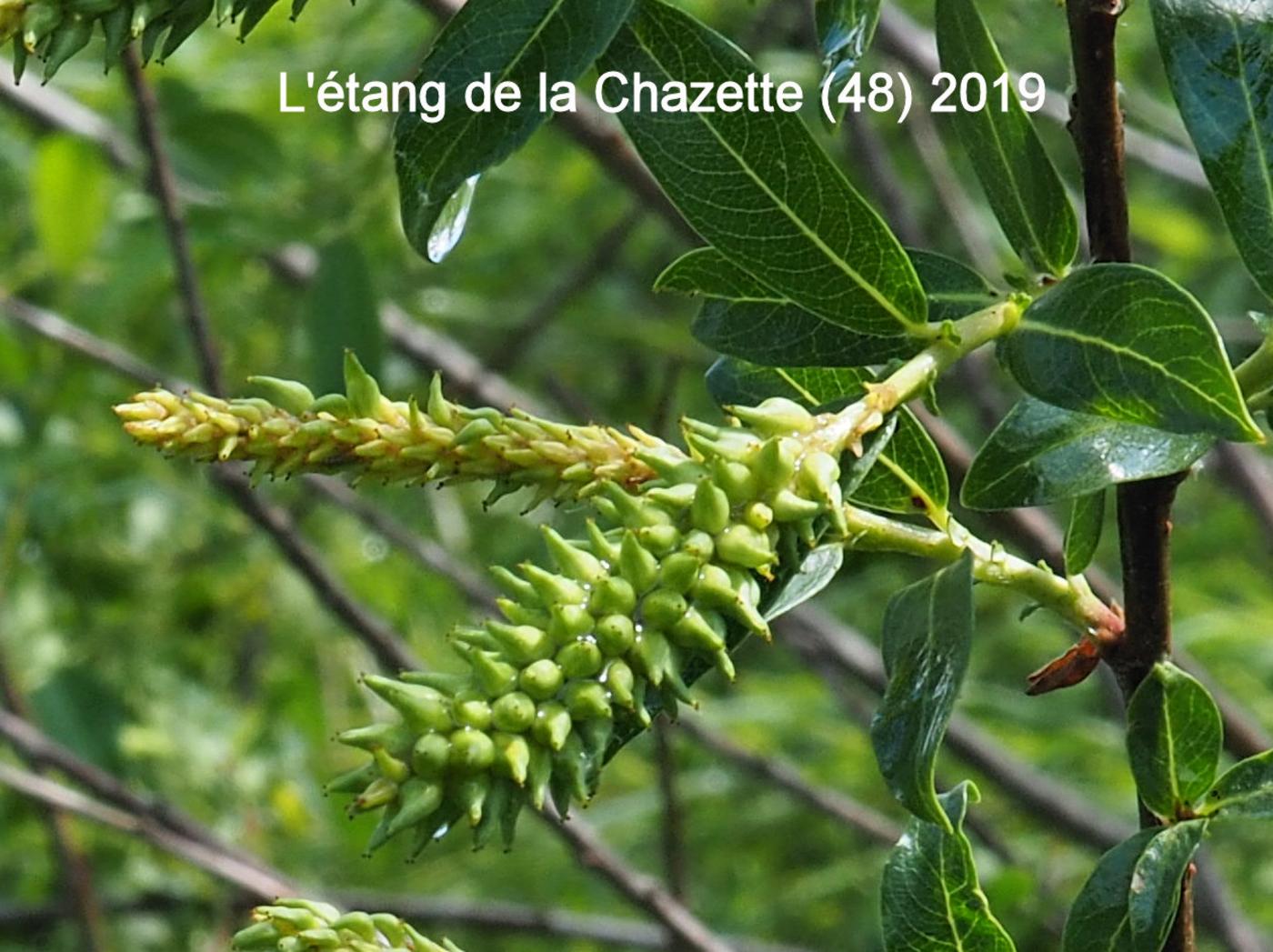 Willow, Almond fruit